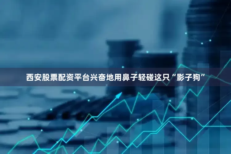 西安股票配资平台兴奋地用鼻子轻碰这只“影子狗”